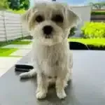 Boomer - louis 4 Schattige kleine hond met grote donkere ogen en witte vacht.