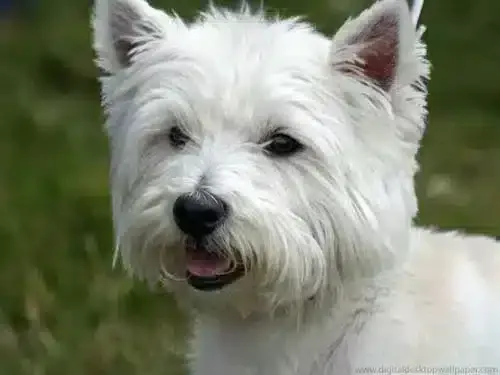 Chiots west highland white terrier à vendre : qualité et soins chez un éleveur de premier plan 1 Soins des chiots westie