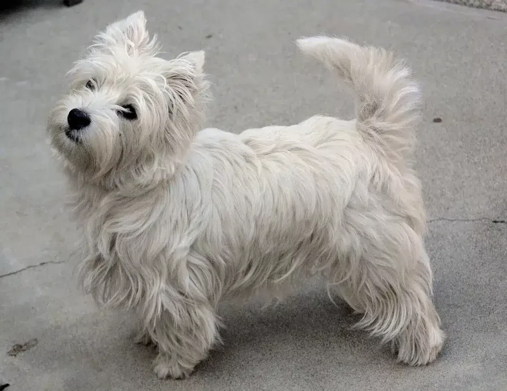 Chiots west highland white terrier à vendre : qualité et soins chez un éleveur de premier plan 5 West highland white terrier chiots belgique