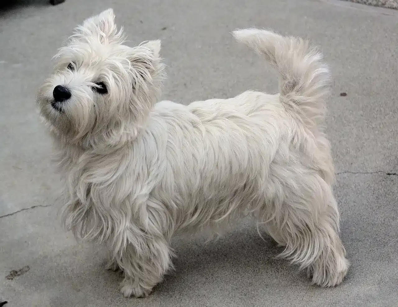 Westie temperament: everything you need to know about this charming breed 3 West highland white terrier pups belgi