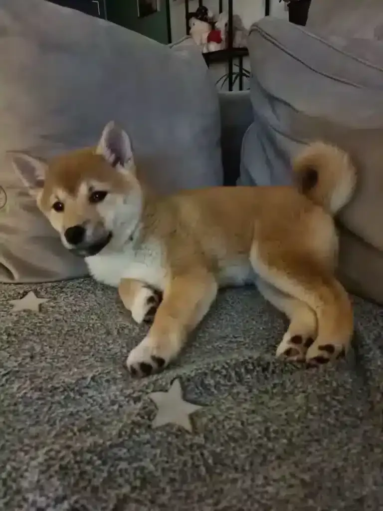 Éducation du chiot