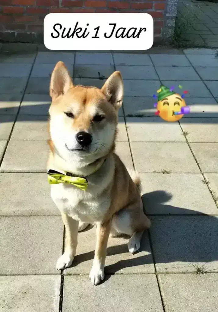 Shiba inu: complete gids over dit prachtige hondenras 2 Shiba inu adult