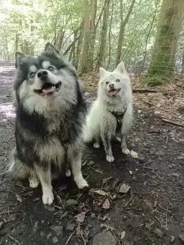 L'alaskan klee kai et le pomsky : une comparaison 1 Pomsky kenmerken