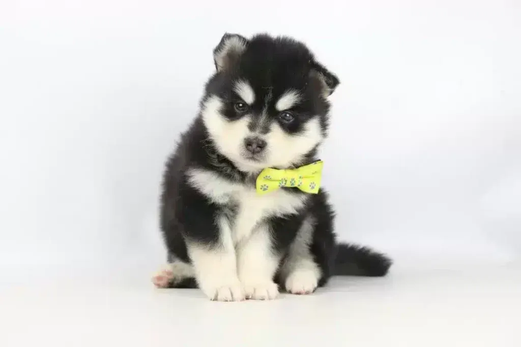 L'alaskan klee kai et le pomsky : une comparaison 3 Alaskan klee kai eigenschappen