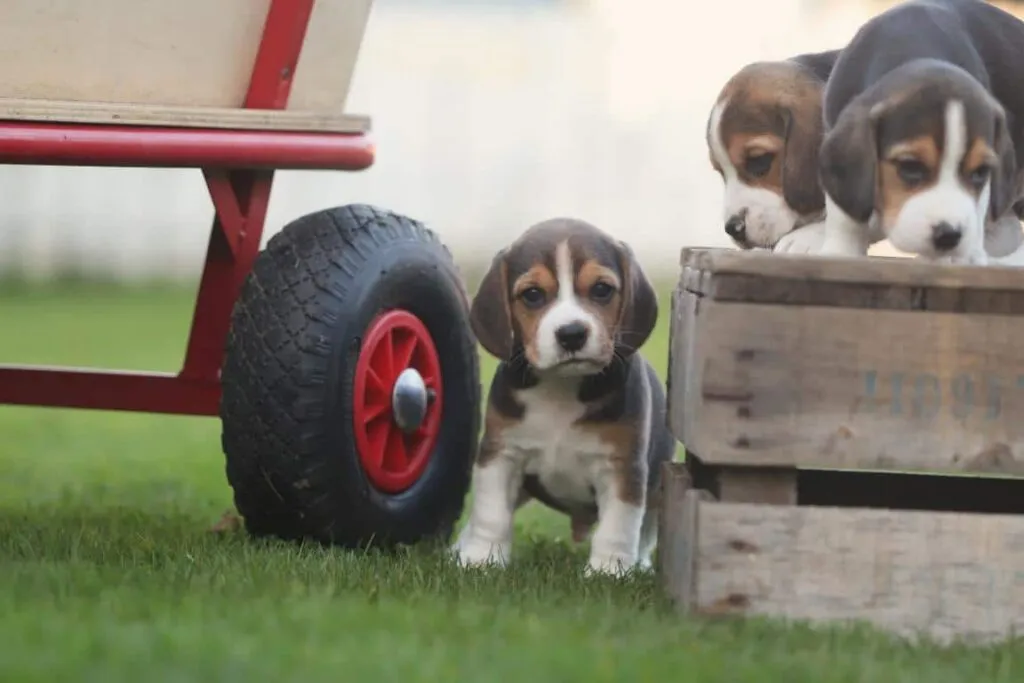 The best dog breed: beagle - everything you need to know 2 Beagle verzorging