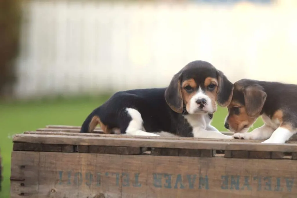The best dog breed: beagle - everything you need to know 5 Beagle kopen