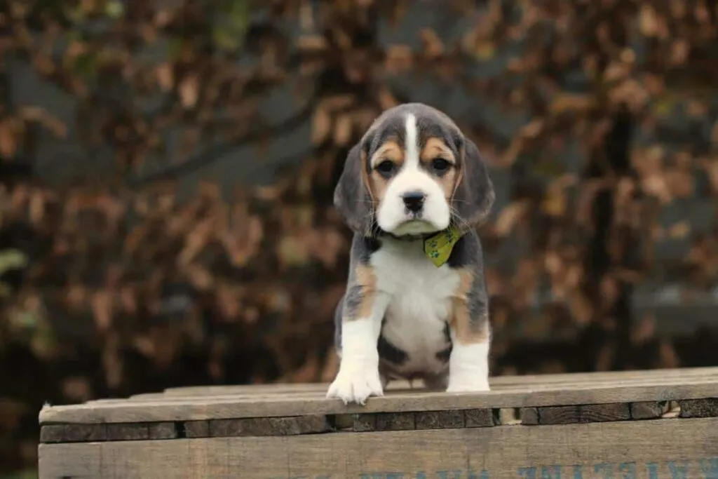The best dog breed: beagle - everything you need to know 1 Beagle eigenschappen