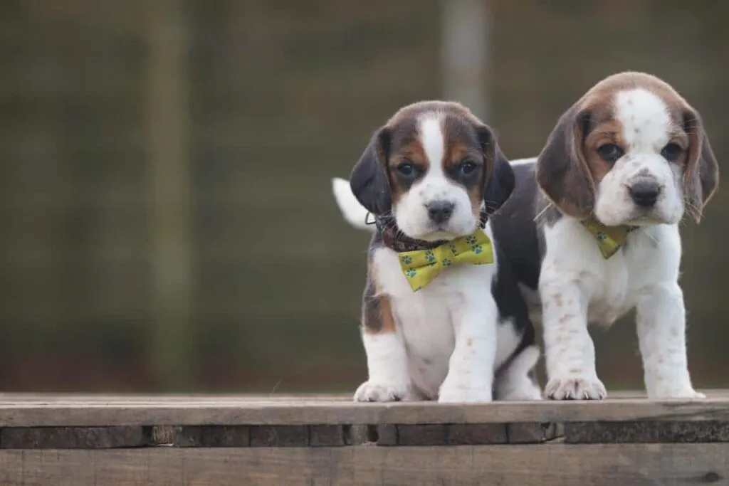 De beste hondenras: beagle - alles wat je moet weten 2 Beagle karakter
