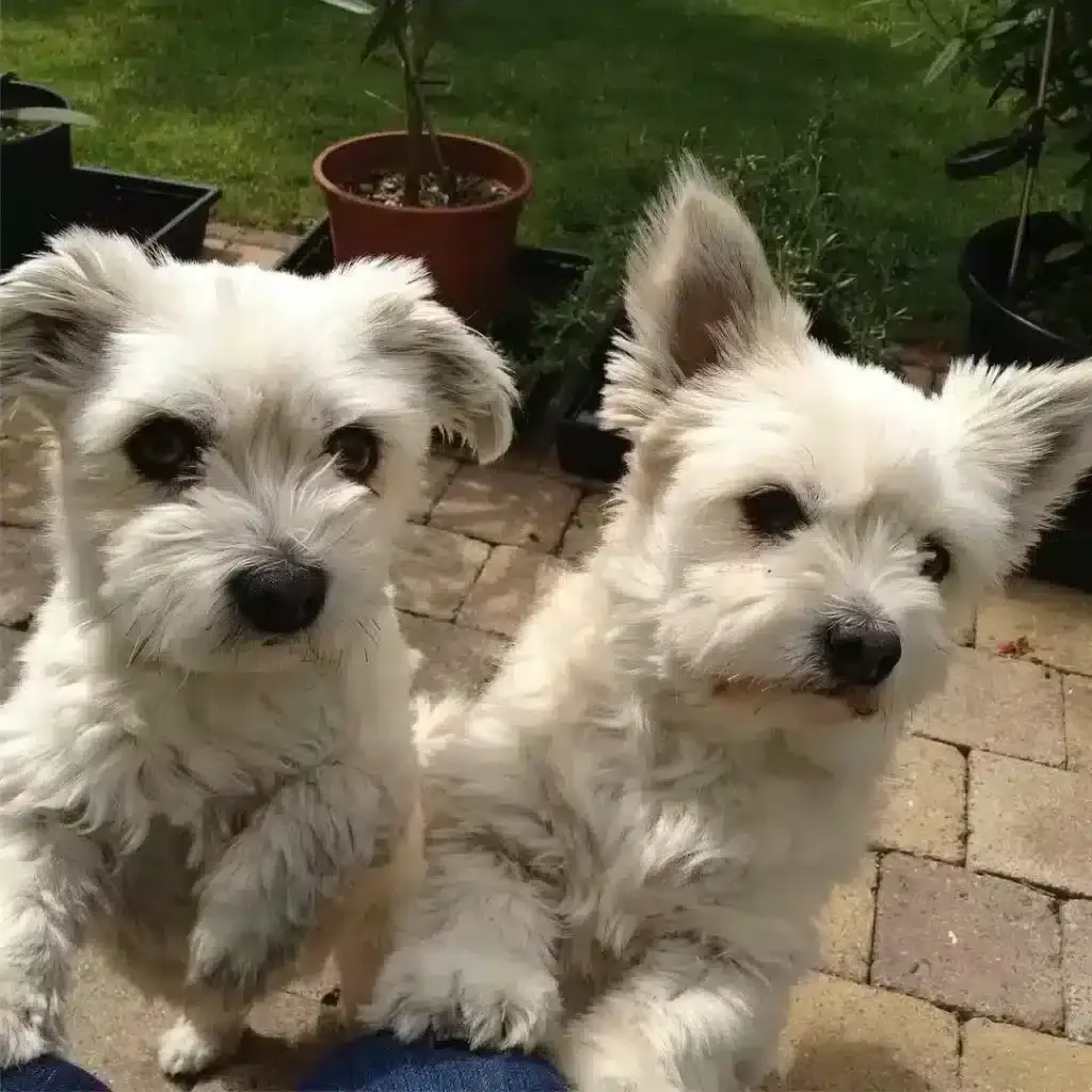 Two white dogs standing on a brick surface