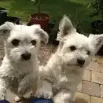 Boomer - flo & milou 3 Two white dogs standing on a brick surface