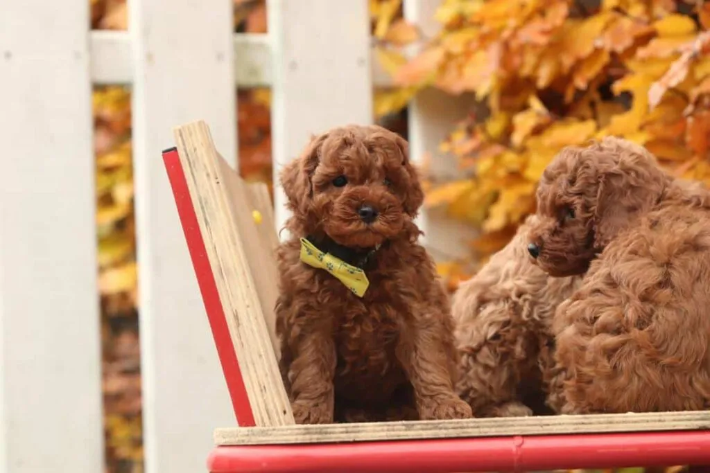 Deux chiens bruns sont assis sur une table rouge