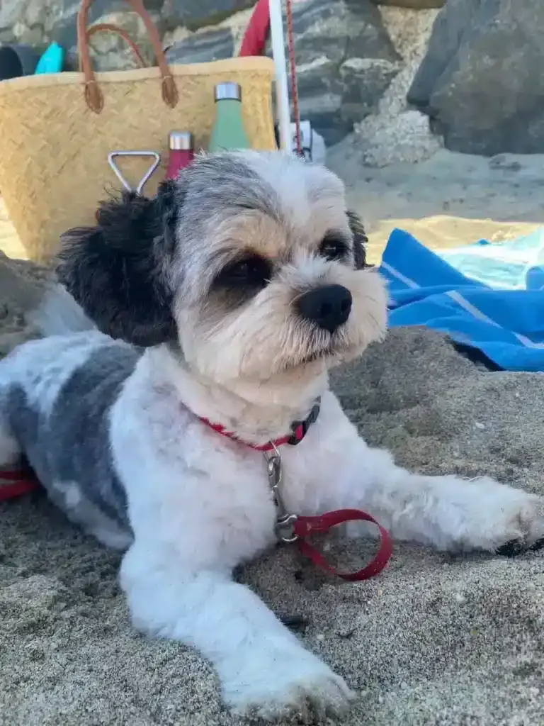 A dog lying on sand