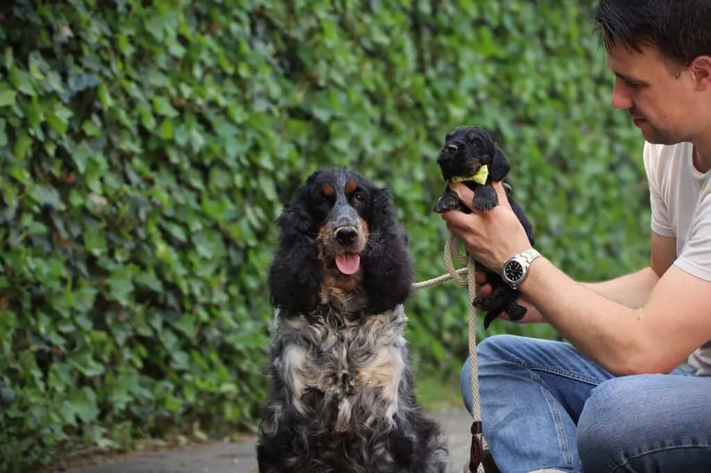 Englischer vs. Amerikanischer cocker spaniel: was ist der unterschied? 2