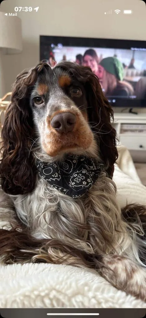Englischer vs. Amerikanischer cocker spaniel: was ist der unterschied? 11