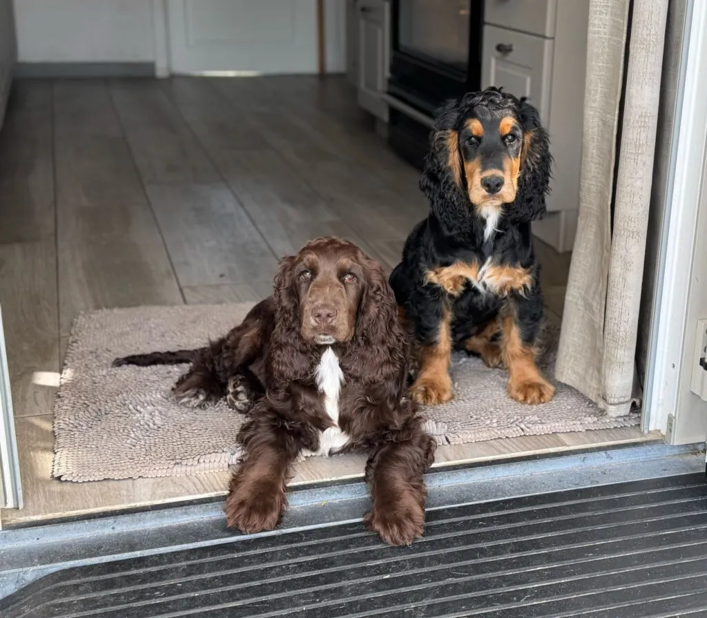 Englischer vs. Amerikanischer cocker spaniel: was ist der unterschied? 6
