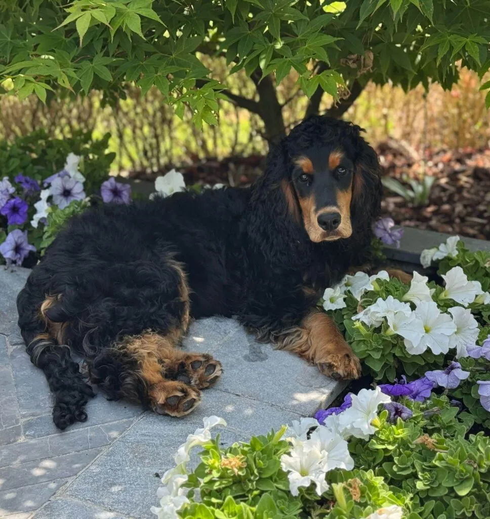 Schattige zwarte en tan cocker spaniel ligt in bloementuin.