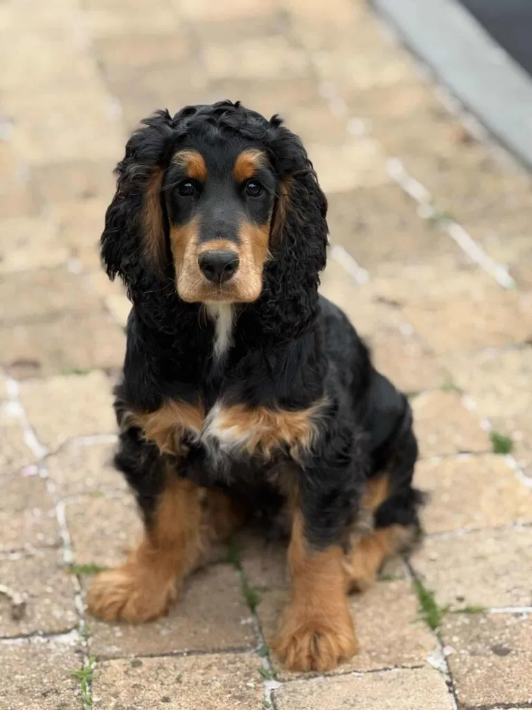 Engelse cocker black and tan