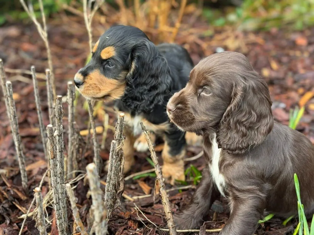 Englischer cocker spaniel 20
