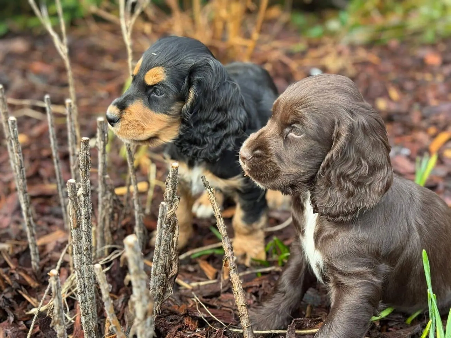 Zwei englische-cocker-spaniel-welpen von woefkesranch