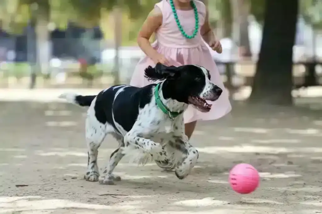 Hond speelt met bal in hondenspeeltuin op woefkesranch.