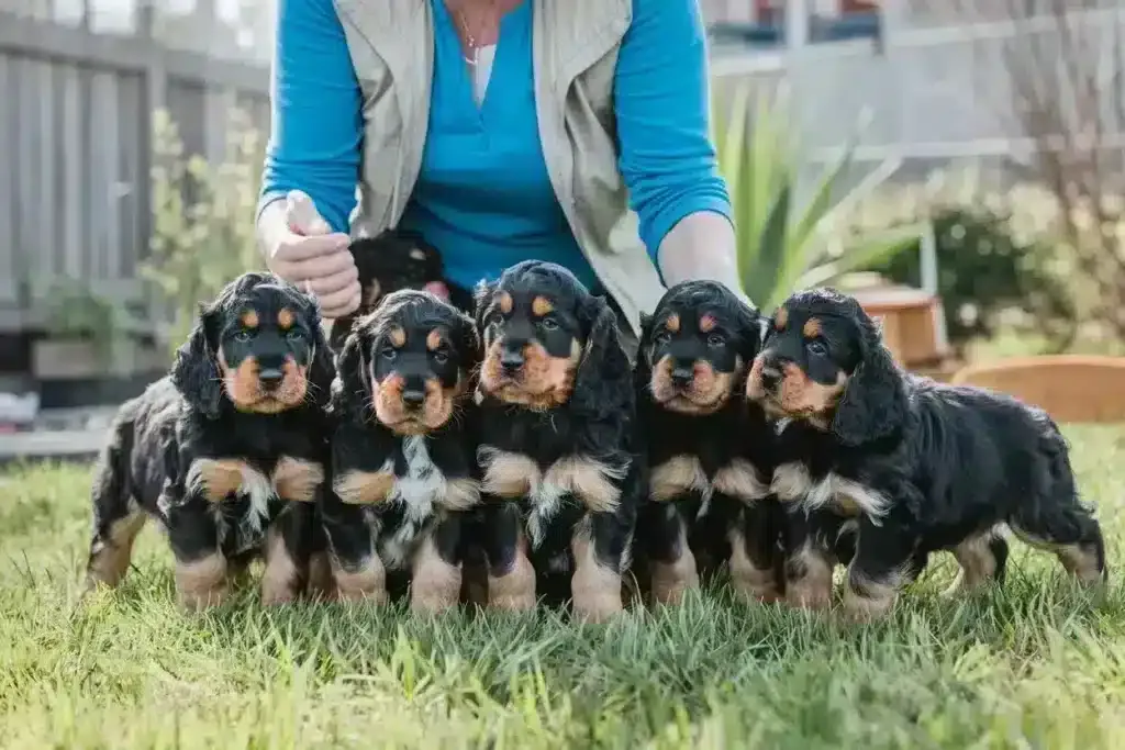 Vijf jonge engelse cocker spaniel pups met hun fokker op grasveld.