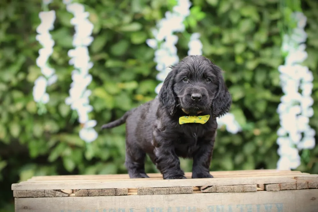 Le cocker spaniel anglais noir 5