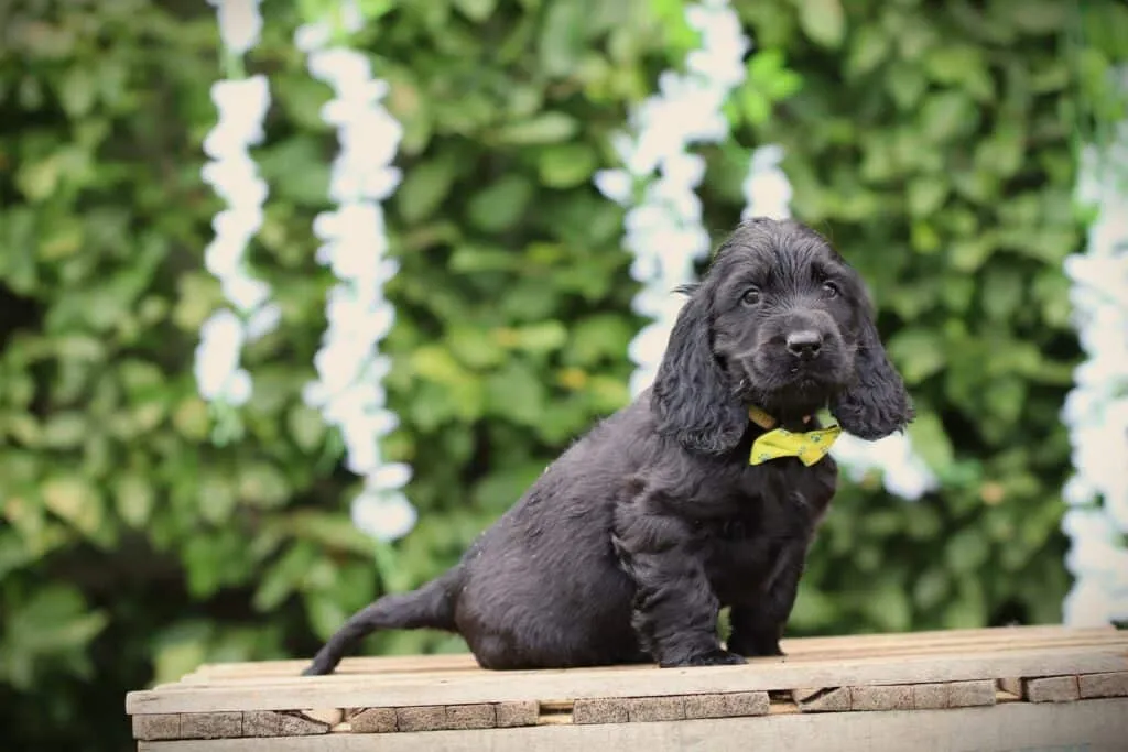 Le cocker spaniel anglais noir 4