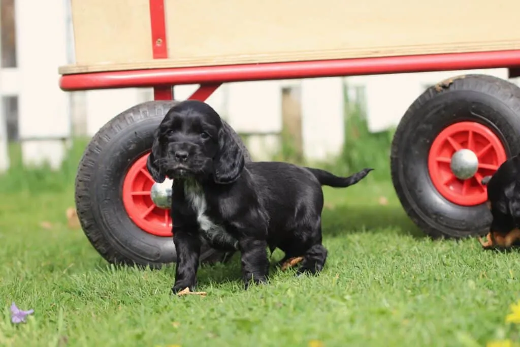 Le cocker spaniel anglais noir 7