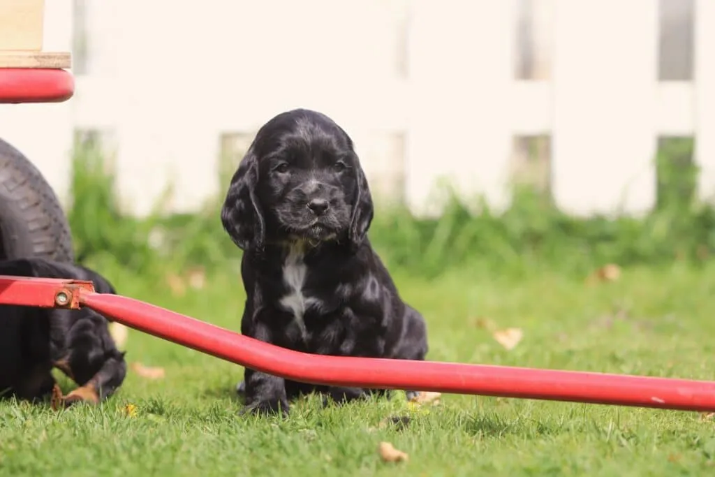 Le cocker spaniel anglais noir 6