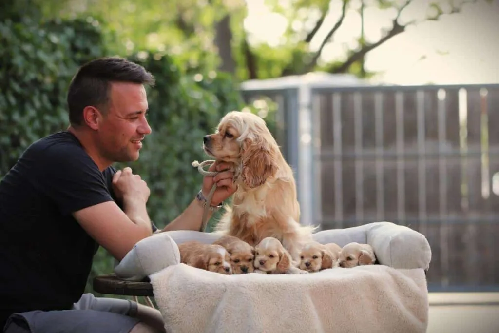 Man speelt met een engelse of amerikaanse cocker spaniel pup in de tuin.