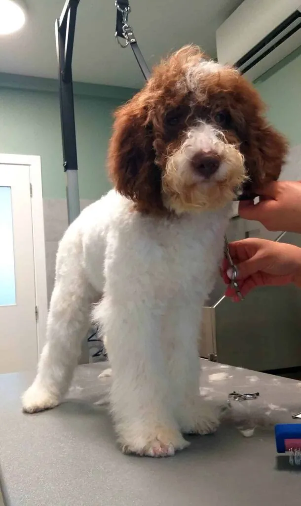 Chiens d'eau vs labradoodle : quel chien hypoallergénique vous convient? 3 Brossage du pelage d'un chien hypoallergénique