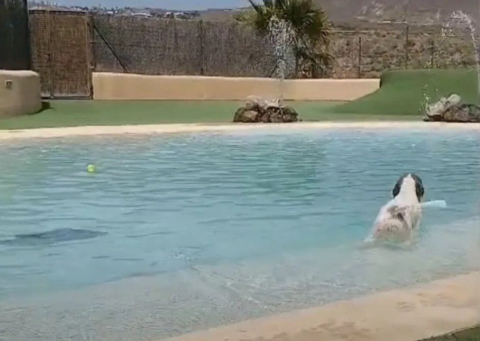 Chiens d'eau vs labradoodle : quel chien hypoallergénique vous convient? 1 Chien d'eau nageant