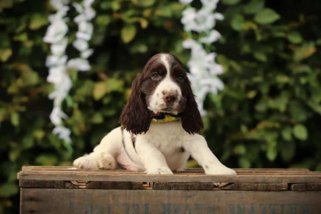 Schattige puppy met lange oren op houten platform in tuin.