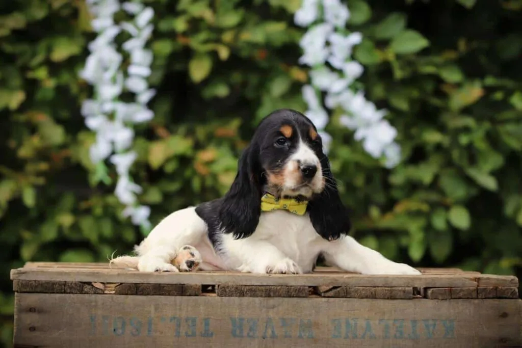Schattige puppy met lange oren op houten kist voor groene achtergrond.