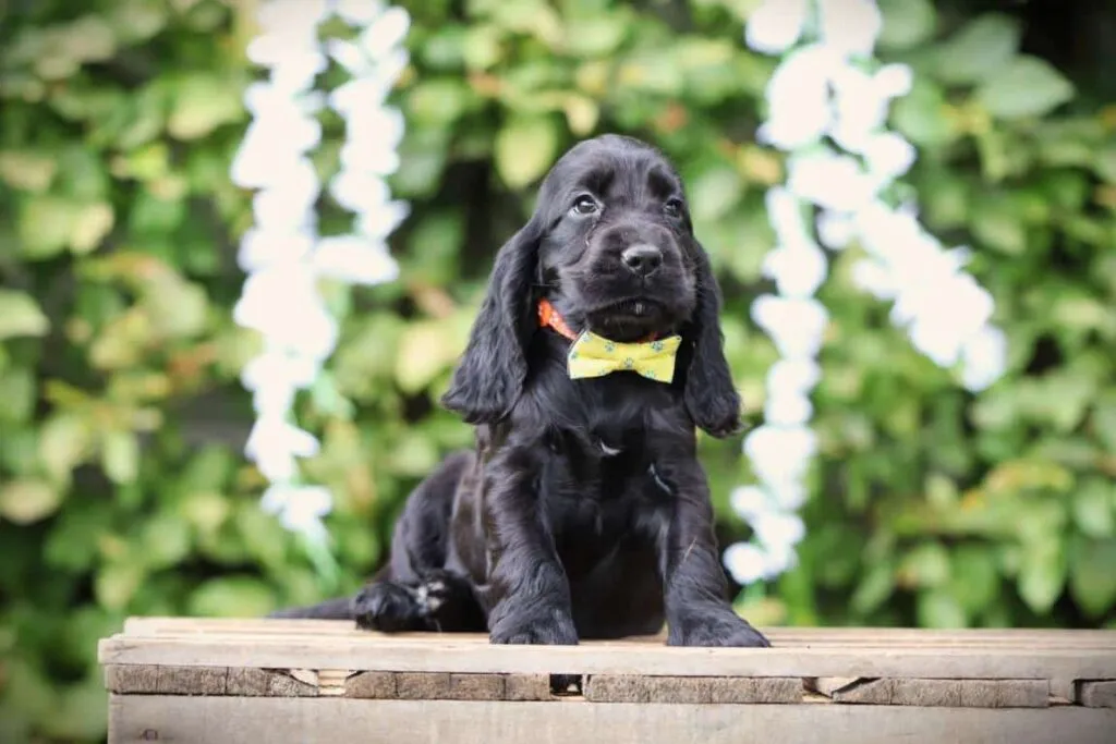 Engelse cocker spaniel kleuren (zwart)