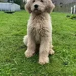 Goldendoodle - alfie 4