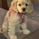 Amerikaanse cocker - pippa 15 Schattige amerikaanse cocker puppy met roze halsband.