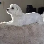 Maltezer - bobby 7 Schattige maltezer puppy ligt op een zachte deken.