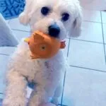 Maltezer - bobby 10 Schattige maltezer met speelgoedvis in de bek.