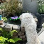Maltezer - bobby 8 Schattige maltezer puppy kijkt naar een vijver met waterlelies in de tuin.
