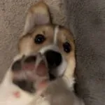Welsh corgi pembroke - mira 2 Schattige welsh corgi pembroke puppy met grote ogen en speelse houding.