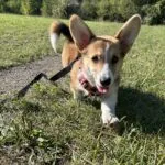 Schattige welsh corgi pembroke mira in de natuur met groene achtergrond.
