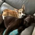 Welsh corgi pembroke - mira 3 Schattige welsh corgi pembroke en labrador retriever samen op bank.
