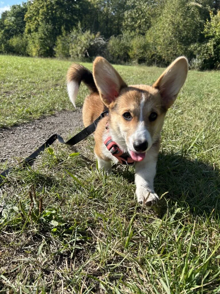 Schattige welsh corgi pembroke mira in de natuur met groene achtergrond.