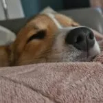 Welsh corgi pembroke - mira 5 Schattige welsh corgi pembroke rustkleurig met witte vlekken, slapend op een zachte deken.