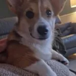 Welsh corgi pembroke - mira 4 Schattige welsh corgi pembroke mira met grote oren en expressieve ogen.