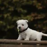 West highland white terrier 5 Schattige west highland white terrier puppy op houten platform.
