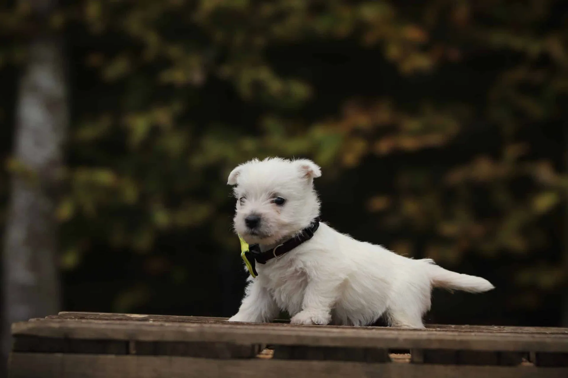 Westie alleen thuis