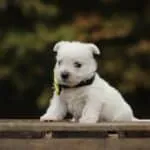 West highland white terrier 6 Schattige west highland white terrier puppy op houten platform.