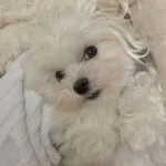 Maltezer - bobby 9 Schattige maltezer puppy met witte, golvende vacht en donkere ogen.
